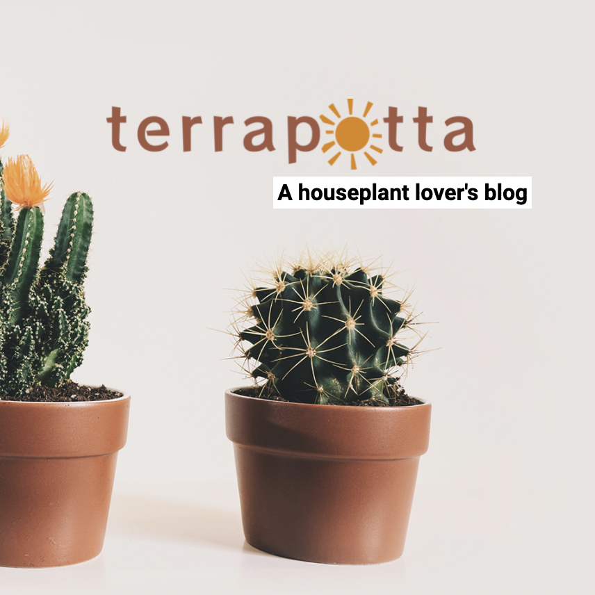 Screenshot of a website showing the logo of 'Terrapotta: A Houseplant Lovers Blog' and two cacti on a light tan background.