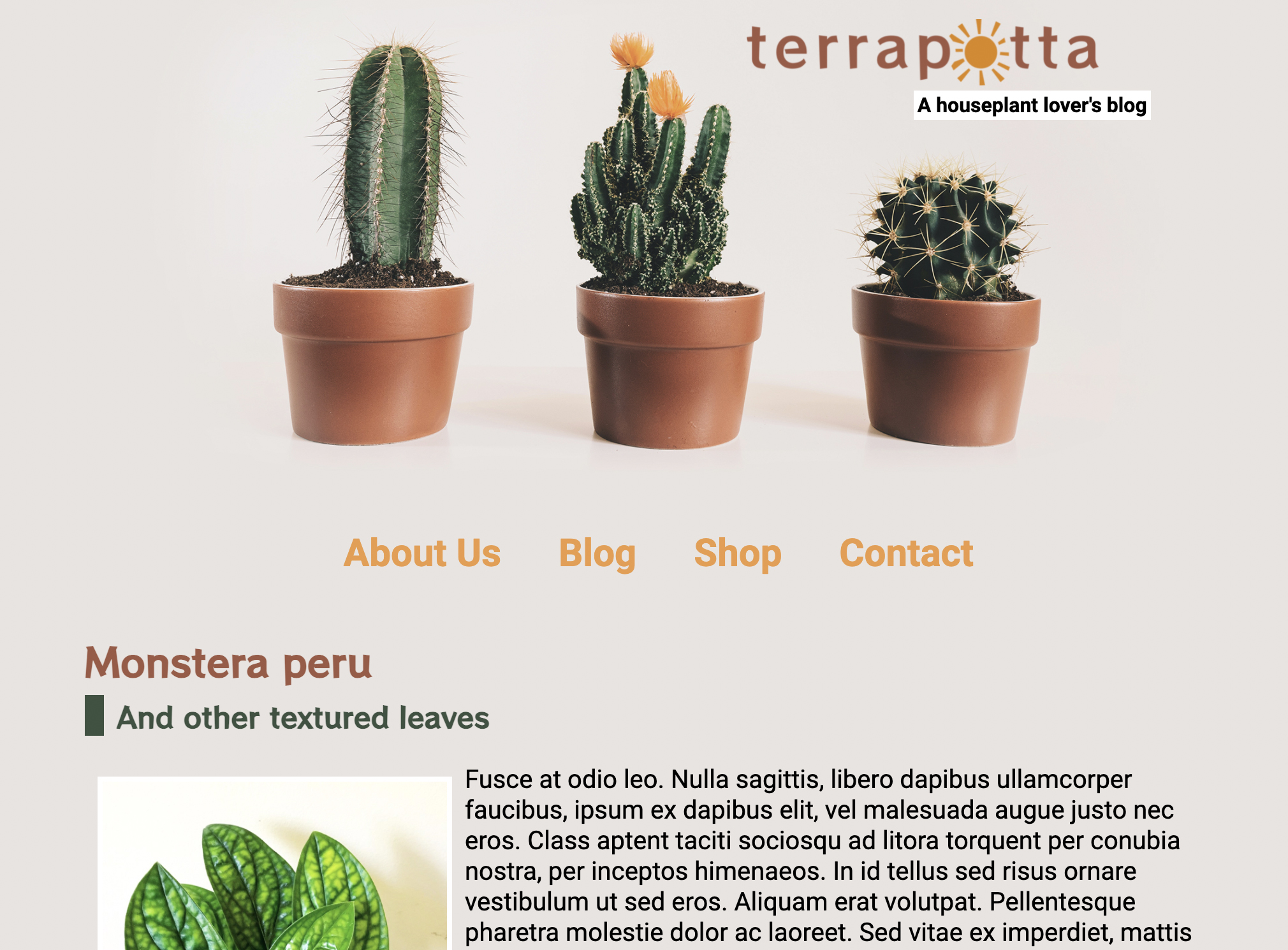 Screenshot of a webpage showing three cacti, the 'Terrapotta' logo, and the beginning of a blog.